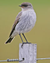 Dark-faced Ground Tyrant